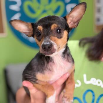Chihuahua Dogs Available for Adoption in Brownsboro, Alabama - Razorback | PetCurious