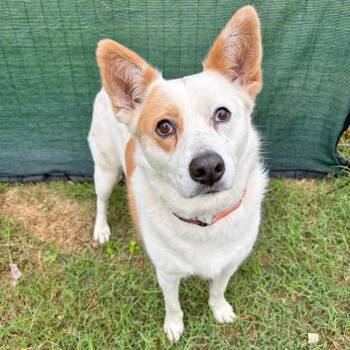 Cattle Dog and Mixed Breed Dogs Available for Adoption in Kerrville, Texas - Gypsy | PetCurious