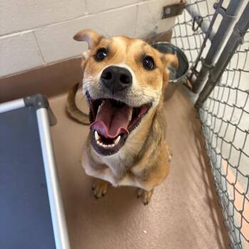 Abercrombie -  Pit Bull Terrier and Mixed Breed Dog for Adoption in Reno, Nevada - Abercrombie | PetCurious