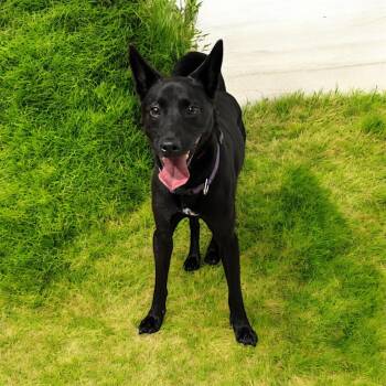 Rescue Shiba Inu Dogs for Adoption in Brownstown, Indiana - Raven | PetCurious