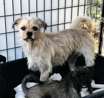 Rescue Brussels Griffon and Terrier Dogs for Adoption in La Palma, California - Annie | PetCurious