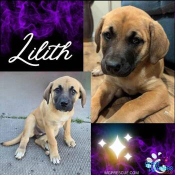 Rescue Turkish Kangal Dogs for Adoption in New Bothwell, Manitoba - Lilith | PetCurious