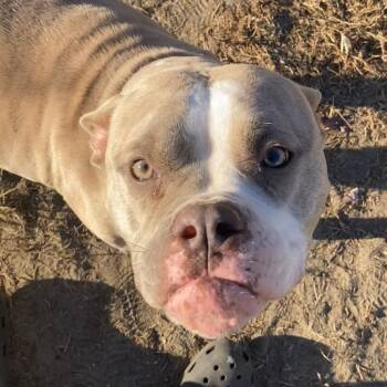 Pit Bull Terrier Dogs Available for Adoption - Hazel | PetCurious