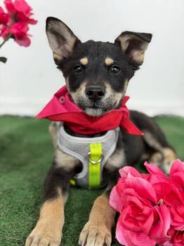 Timothy-One of our Amazing Rescue Dogs -  Australian Kelpie and Miniature Pinscher Dog Available for Adoption in Carlsbad, California - Timothy-One Of Our Amazing Rescue Dogs | PetCurious