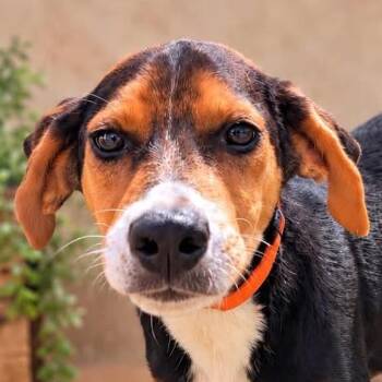 Copper -  Hound Dog for Adoption in Richmond, Virginia - Copper | PetCurious