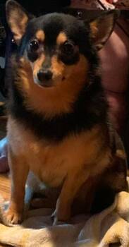 peanut -  Chihuahua and Pomeranian Dog for Adoption in Homer Glen, Illinois - Peanut | PetCurious