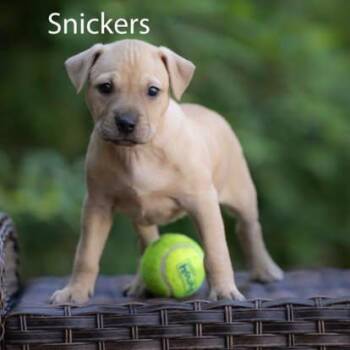 Snickers -  American Bully Dog for Adoption in Pawleys Island, South Carolina - Snickers | PetCurious