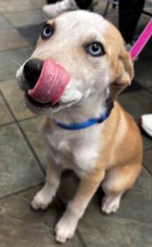 Mixed Breed Dogs Available for Adoption in El Paso, Texas - 60850292 | PetCurious