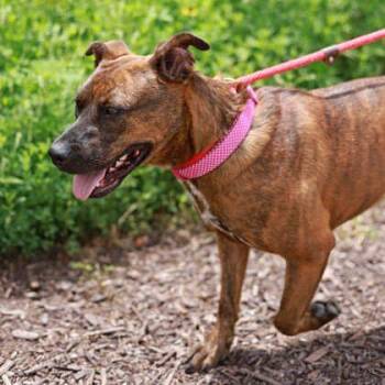 Lucy -  American Staffordshire Terrier and Mixed Breed Dog for Adoption in Atlanta, Georgia - Lucy | PetCurious