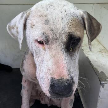 Solara -  Pit Bull Terrier and Mixed Breed Dog for Adoption in Pine Bluff, Arkansas - Solara | PetCurious