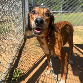 Tonka 2795 -  Mixed Breed Dog for Adoption in Columbus, Georgia - Tonka 2795 | PetCurious