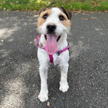 Jack -  Jack Russell Terrier Dog for Adoption in East Hampton, New York - Jack | PetCurious