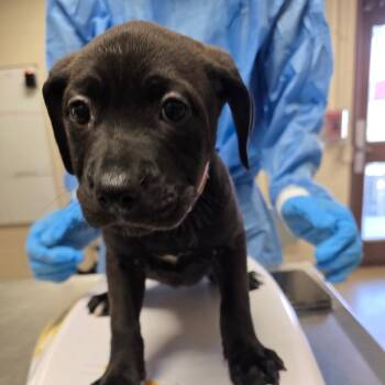 Yosemite -  Labrador Retriever and Mixed Breed Dog for Adoption in San Antonio, Texas - Yosemite | PetCurious