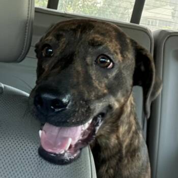 Patricia -  Plott Hound and Mixed Breed Dog for Adoption in Corpus Christi, Texas - Patricia | PetCurious