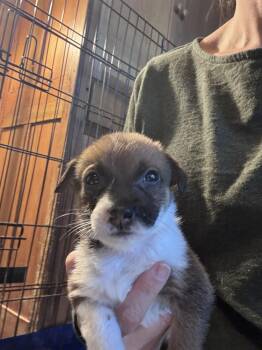 26-114 Amelia "JUST ARRIVED" -  Shepherd and Cattle Dog Dog for Adoption in Richardson, Texas - 26-114 Amelia "JUST ARRIVED" | PetCurious