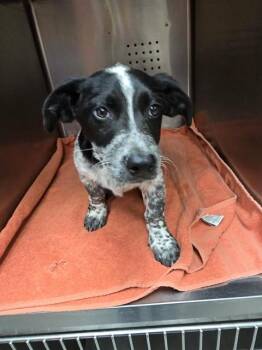 NINE -  Australian Cattle Dog Blue Heeler Dog Available for Adoption in Rancho Cucamonga, California - NINE | PetCurious