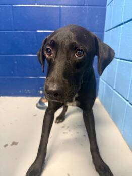 PacMan -  Labrador Retriever Dog for Adoption in Hartsville, South Carolina - PacMan | PetCurious