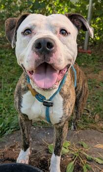 Harrods -  American Bulldog Dog for Adoption in Chicago, Illinois - Harrods | PetCurious