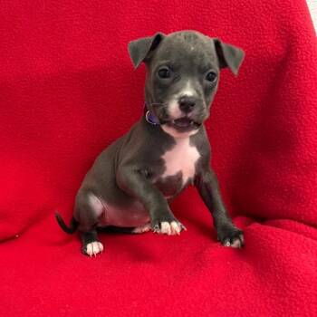 Rocky -  Pit Bull Terrier and Mixed Breed Dog for Adoption in St. Peters, Missouri - Rocky | PetCurious
