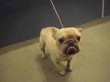 DEXTER -  French Bulldog Dog for Adoption in Doral, Florida - DEXTER | PetCurious