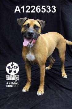 Boxer Dogs Available for Adoption in Winter Haven, Florida - BRUIZER | PetCurious