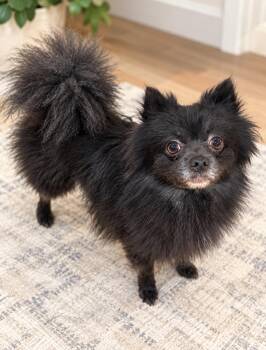 Patterson -  Pomeranian Dog for Adoption in Corona, California - Patterson | PetCurious