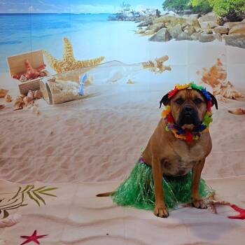 Rescue Black Mouth Cur and Mixed Breed Dogs for Adoption - Anasia | PetCurious