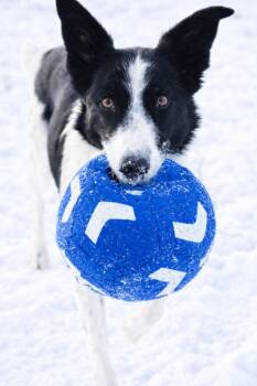 Border Collie Dogs Available for Adoption - Cap | PetCurious