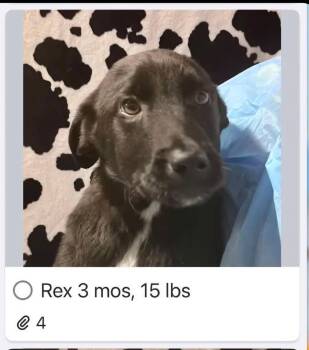 Labrador Retriever Dogs Available for Adoption in Newport, New Hampshire - Rex | PetCurious