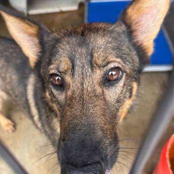Lulabelle -  Shepherd Dog for Adoption in Birmingham, Alabama - Lulabelle | PetCurious