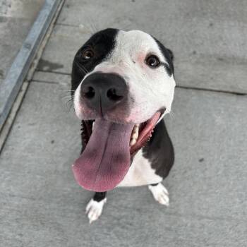 Tuxedo -  Pit Bull Terrier Dog for Adoption in Emporia, Kansas - Tuxedo | PetCurious