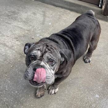 Bobby -  English Bulldog Dog for Adoption in Loxahatchee Groves, Florida - Bobby | PetCurious