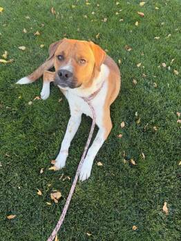 Scooby Doo -  Australian Cattle Dog Blue Heeler and Pit Bull Terrier Dog for Adoption in Gardnerville, Nevada - Scooby Doo | PetCurious
