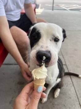 Mixed Breed Dogs Available for Adoption in Kansas City, Missouri - Peppercorn | PetCurious