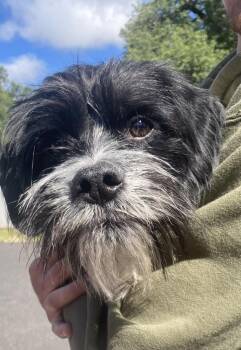 Terrier and Spaniel Dogs Available for Adoption in Jamestown, California - Oscar (26) | PetCurious