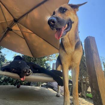 Tazzy & Tootsie -  Shepherd and Black Labrador Retriever Dog for Adoption in Claremont, California - Tazzy & Tootsie | PetCurious