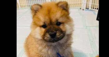 Chow Chow Dogs Available for Adoption in Richardson, Texas - Dave | PetCurious