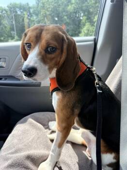 Rusty -  Beagle Dog for Adoption in Coldwater, Michigan - Rusty | PetCurious