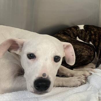 Totter -  Pit Bull Terrier Dog for Adoption in East St. Louis, Illinois - Totter | PetCurious
