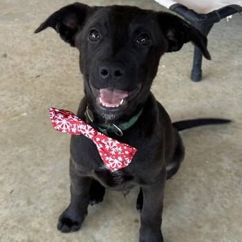 Buddy -  German Shepherd Dog Dog for Adoption in Krum, Texas - Buddy | PetCurious