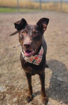 Lola -  Doberman Pinscher and Labrador Retriever Dog for Adoption in Logan, Utah - Lola | PetCurious