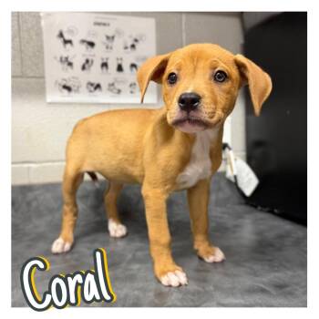 Coral -  American Staffordshire Terrier Dog for Adoption in Pierceton, Indiana - Coral | PetCurious