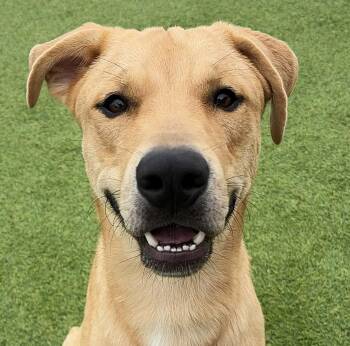 Sully -  Yellow Labrador Retriever Dog for Adoption in Lisbon, Iowa - Sully | PetCurious