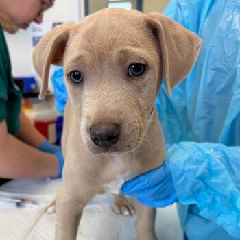 Hound and Pit Bull Terrier Dogs Available for Adoption in Nashville, Tennessee - Cheddar | PetCurious