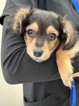 Chihuahua and Mixed Breed Dogs Available for Adoption - Monster | PetCurious