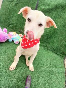 Labrador Retriever Dogs Available for Adoption - Breeze | PetCurious