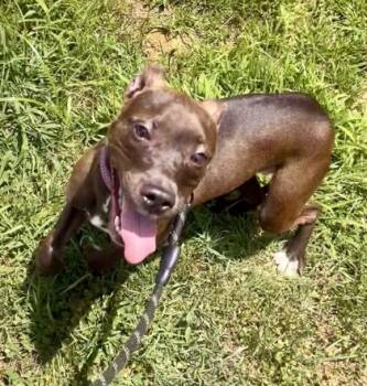 Rescue Terrier and Pit Bull Terrier Dogs for Adoption in Annapolis, Maryland - Lovee Louise | PetCurious