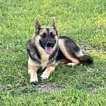 German Shepherd Dog Dogs Available for Adoption in Harlingen, Texas - Willow  | PetCurious