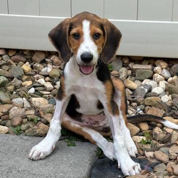 Watson -  Beagle Dog for Adoption in Troy, Virginia - Watson | PetCurious