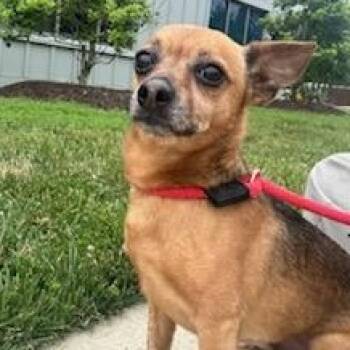 Piccolo (ID 51837) -  Chihuahua Dog for Adoption in Manassas, Virginia - Piccolo (ID 51837) | PetCurious
